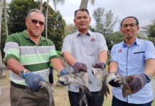 CABARAN JORAN KL 2026 WARNAI SAMBUTAN HARI WILAYAH PERSEKUTUAN AHAD INI